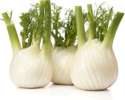 Fennel