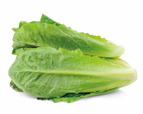 Cos lettuce